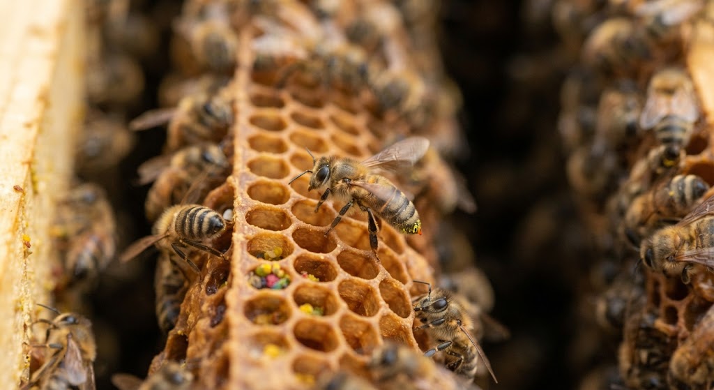 ¿Cómo hablan las abejas ?